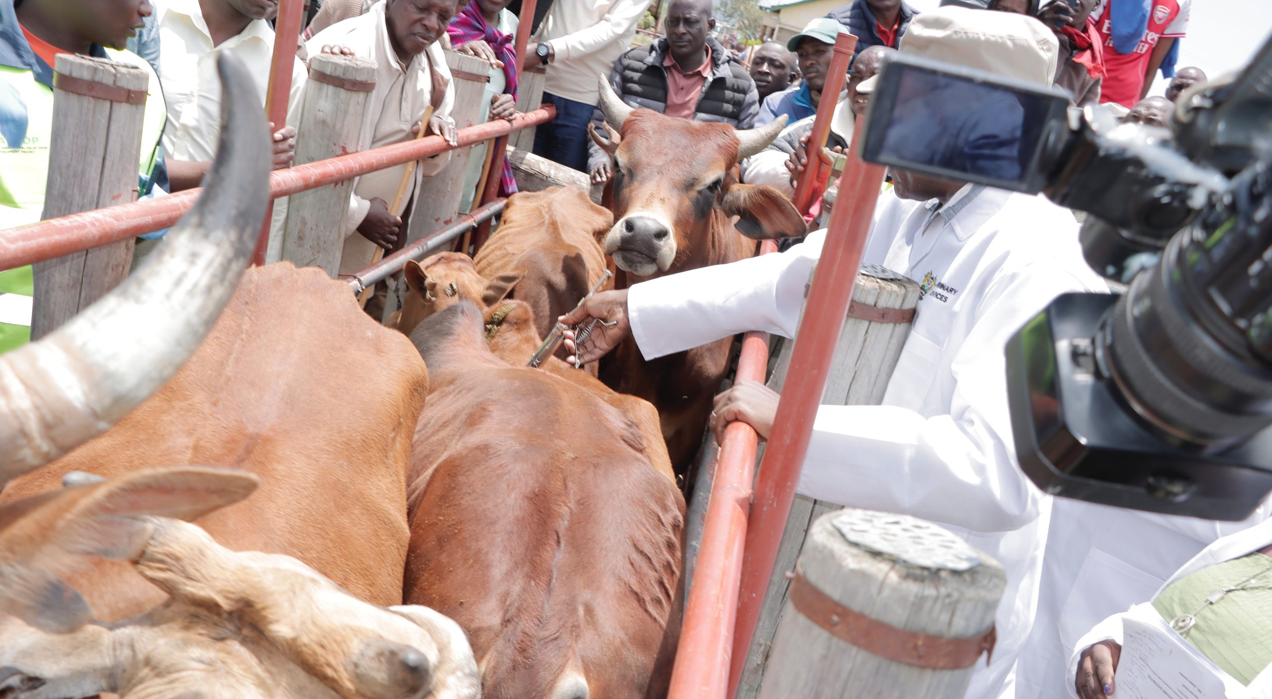 Countywide Vaccination of Livestock against Foot and Mouth Disease